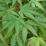 Nahaufnahme des grünen Laubs vom Japanischen Ahorn (Acer Palmatum Arakawa).