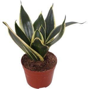 Bogenhanf Hahnii im braunen Topf, eine pflegeleichte Grünpflanze mit gelb-grünen Blättern.