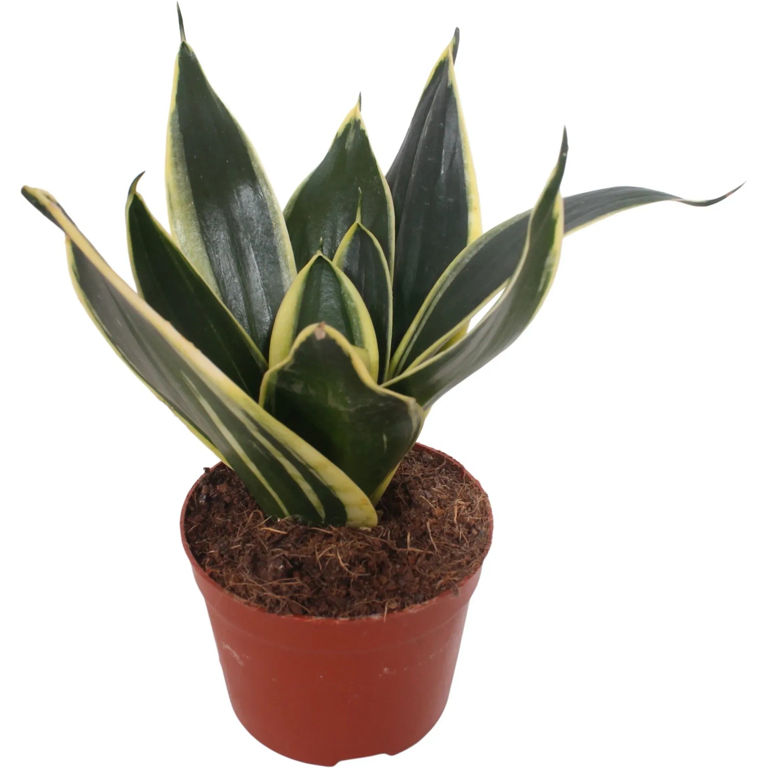 Sansevieria Hahnii Topf-Ø 9 cm kaufen bei OBI