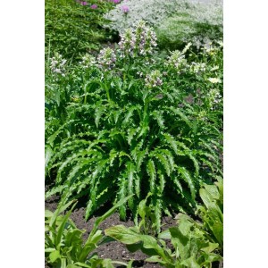 Morina Longifolia Staude im 11x11 cm Topf mit grünem Laub und rosa-weißen Blüten.