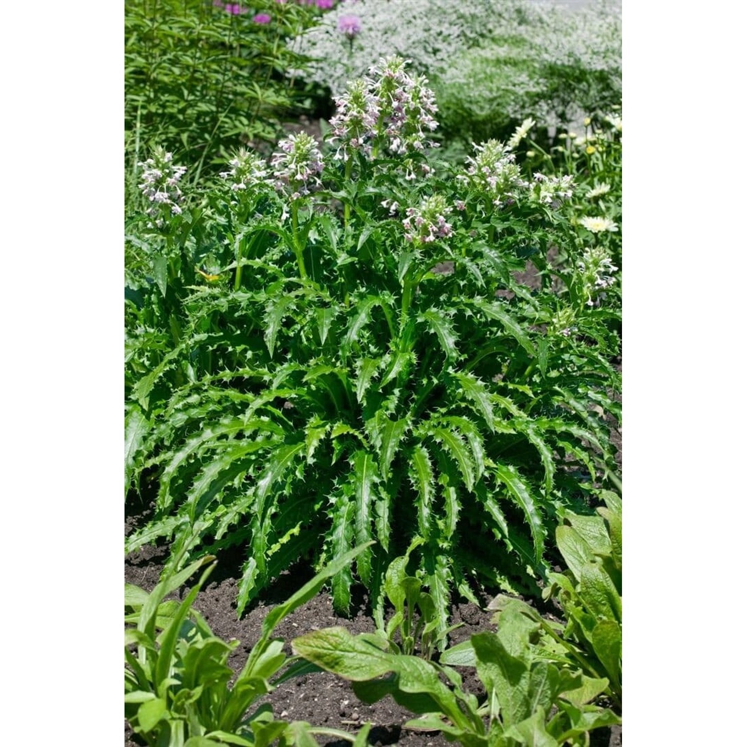 Morina Longifolia Ca. 11x11 cm Topf günstig online kaufen