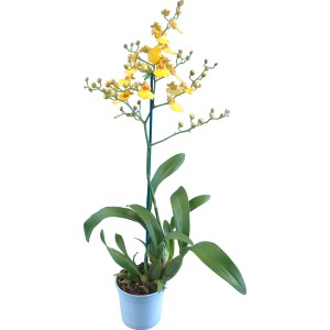 Gelbe Oncidium-Orchidee im Topf, ca. 12 cm Topf-Durchmesser. Dekorative Zimmerpflanze.