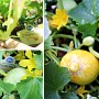 Blu Zitronengurke im Topf, gelbe Früchte und grüne Blätter.