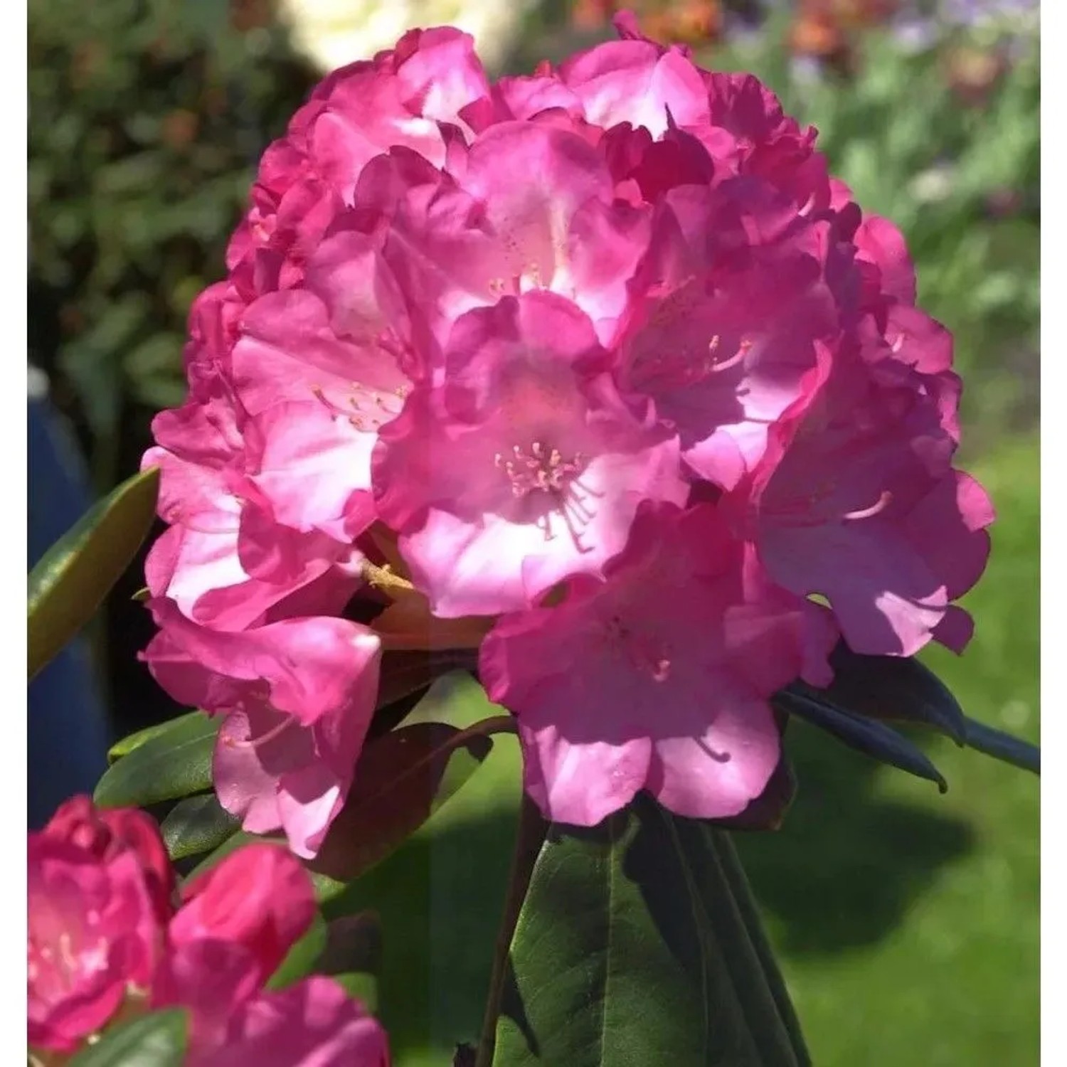 Image of Hochstamm Rhododendron Fantastica 80-100cm - Alpenrose