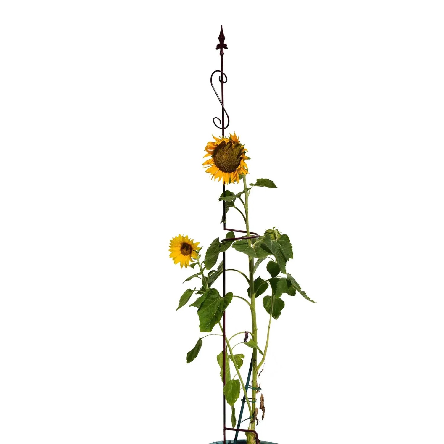 Ringstab Randy Höhe 180 cm Burgund-Metallic kaufen bei OBI