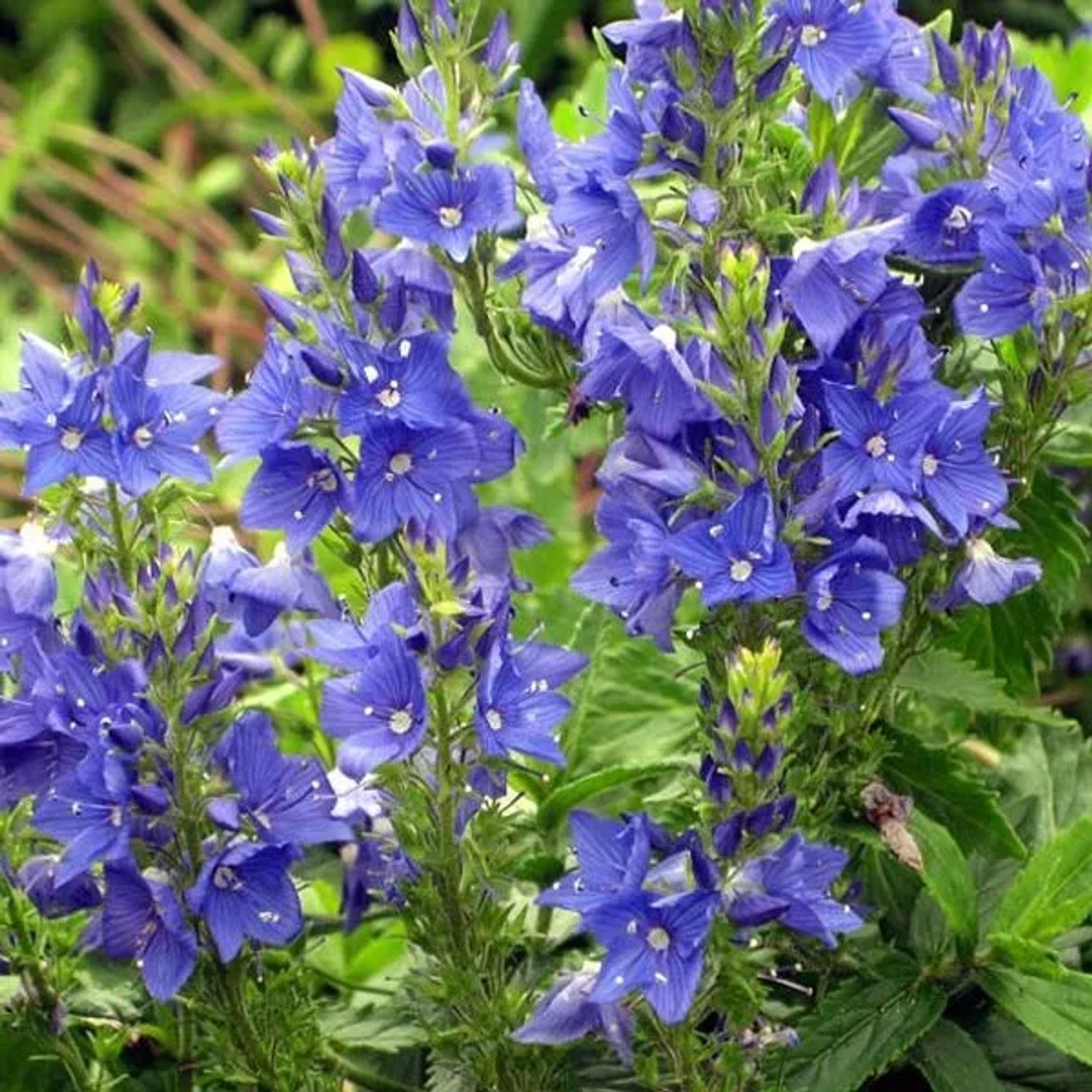 6 x Ehrenpreis 'Knallblau' Veronica austriaca Topf 9cm Beetrandpflanze