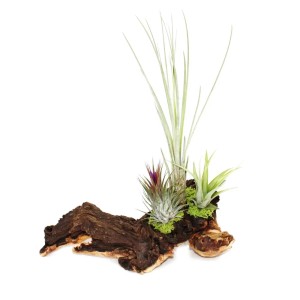 Exotenherz Tillandsien Arrangement XL mit 3 Pflanzen auf Mopaniwurzel.