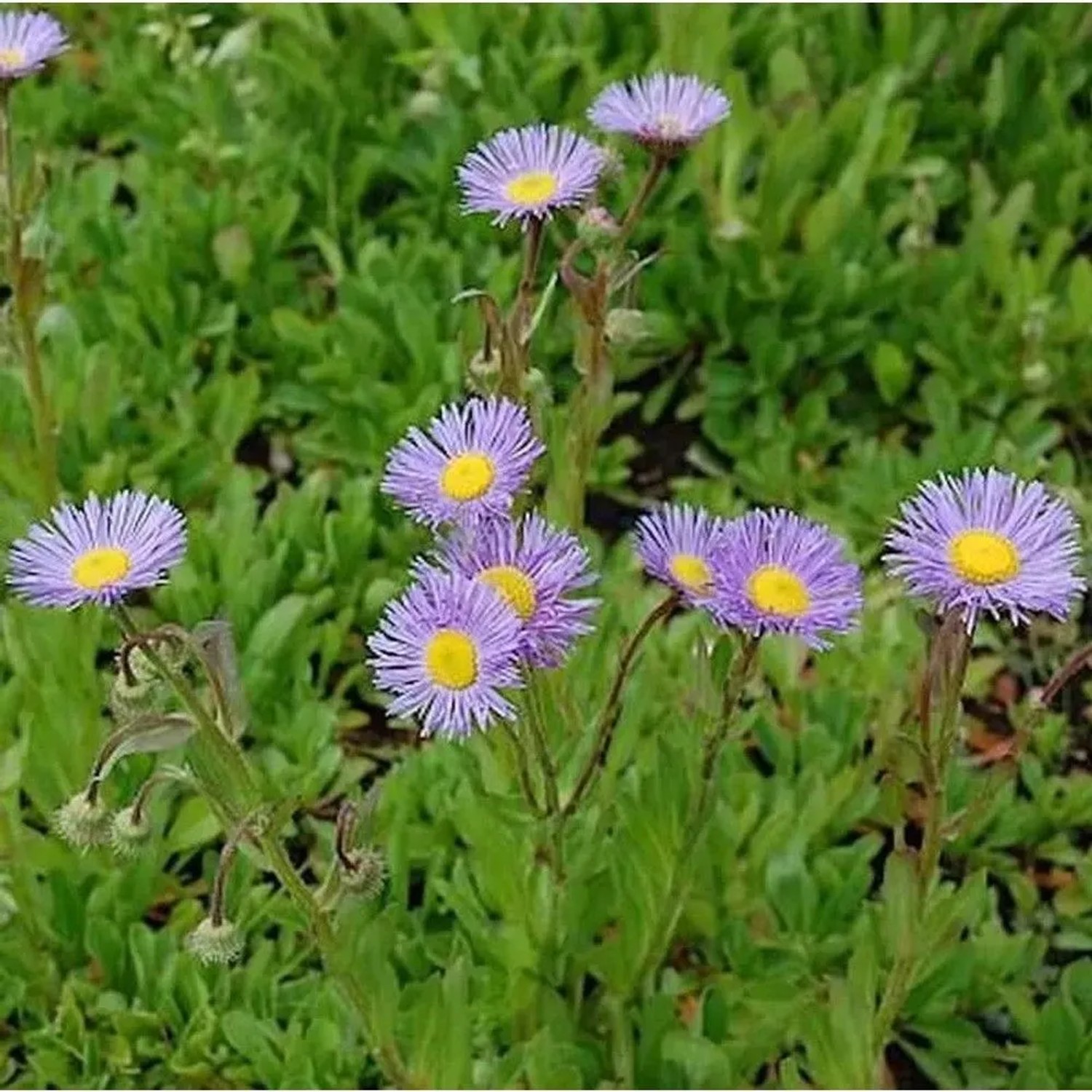 Feinstrahlaster Mrs. E.H. Beale - Erigeron Hybrid