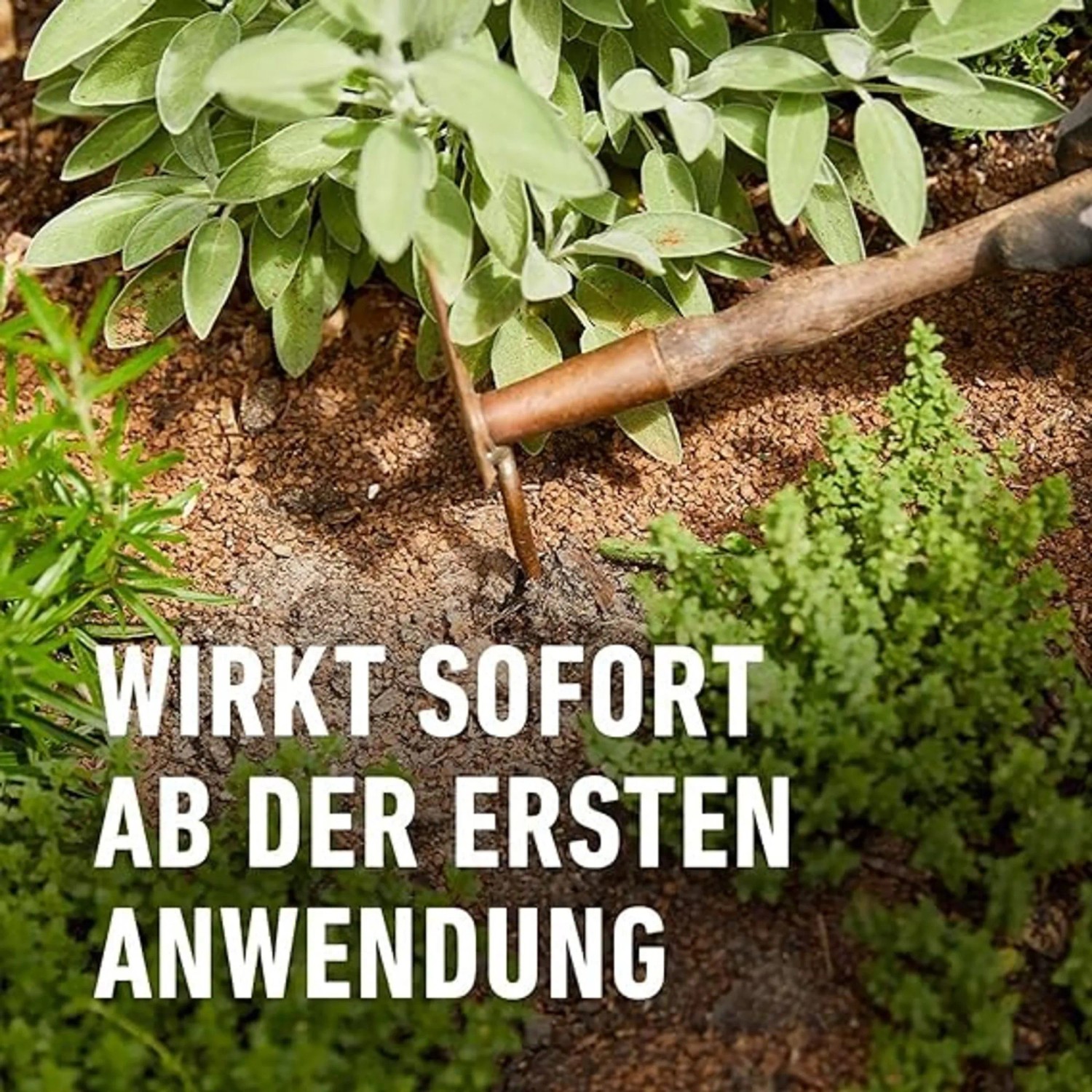 Anwendung von Compo Bio Kräuterdünger für gesundes Kräuterwachstum.