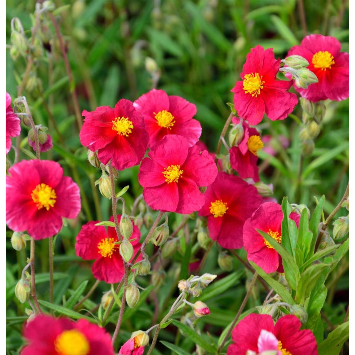 Sonnenröschen Red Orient - Helianthemum günstig online kaufen