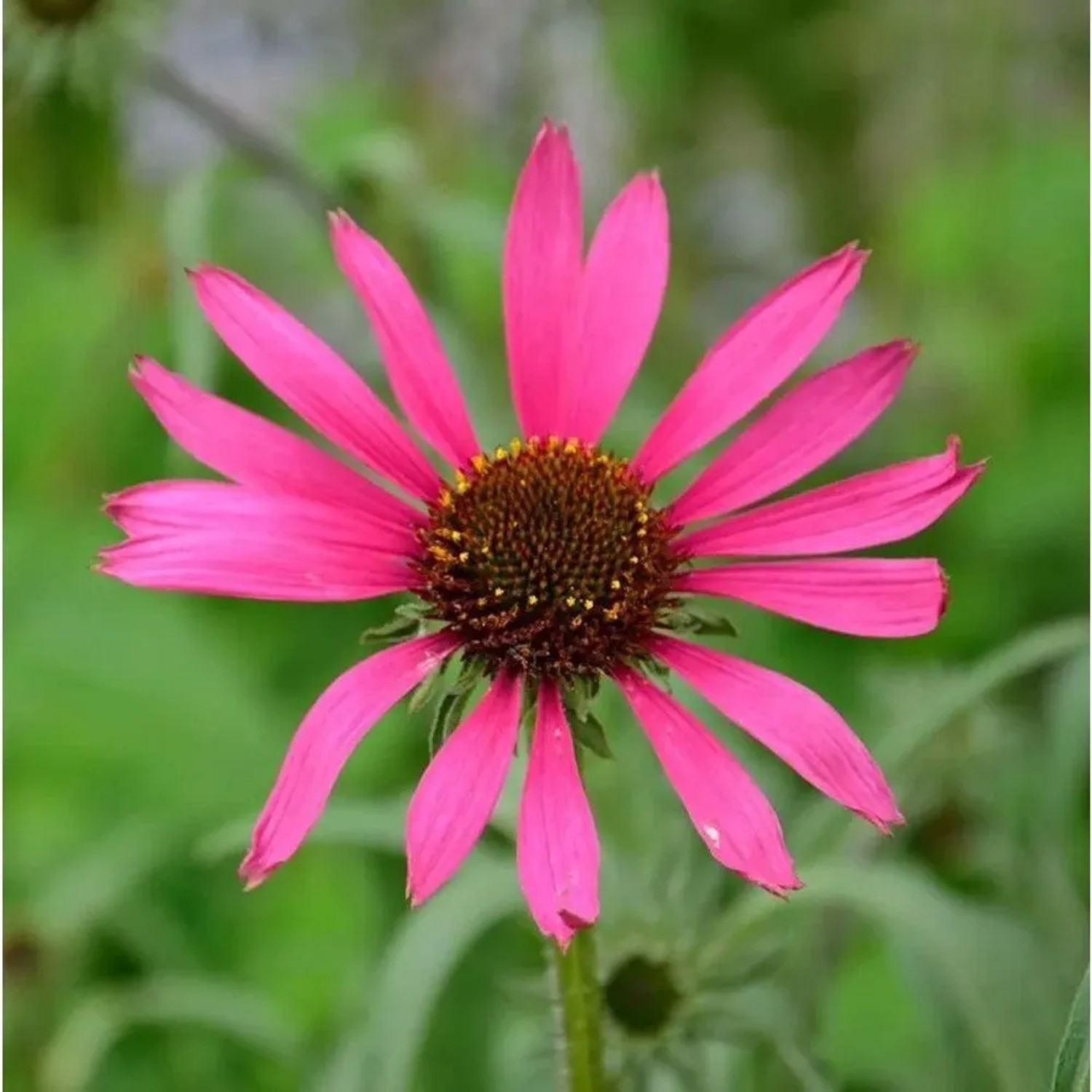 Sonnenhut Rocky Top - Echinacea tennesseensis