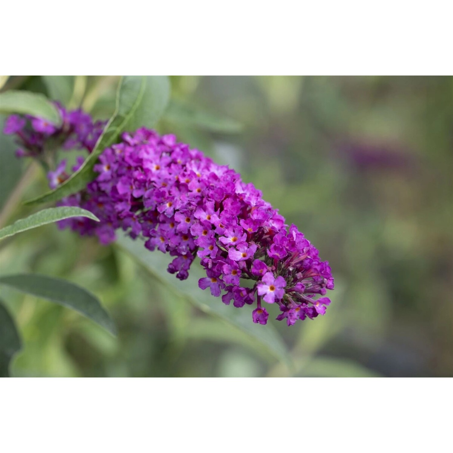 Buddleja Davidii Schmetterlingsstrauch Summer Kids 'Romy' 40-60 cm günstig online kaufen