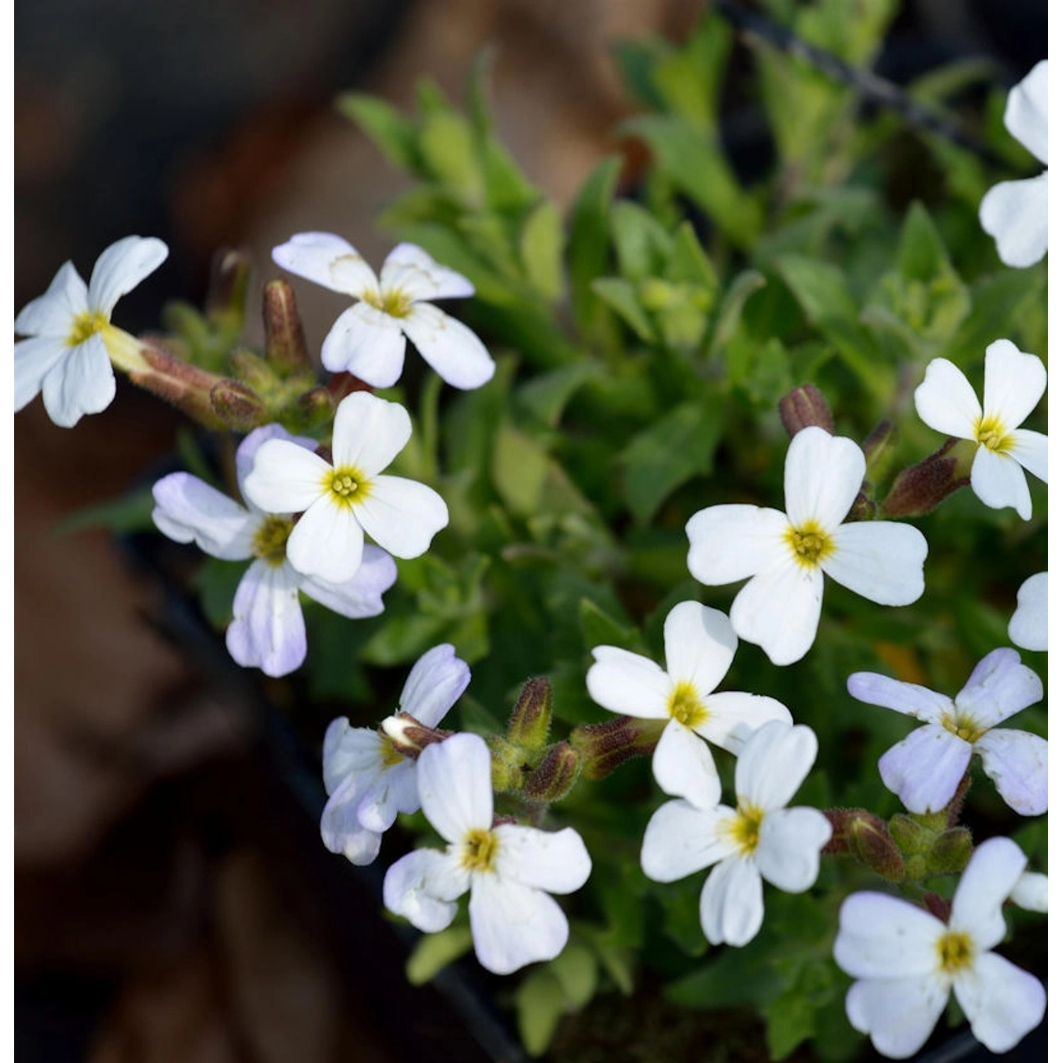 Blaukissen Alba - Aubrieta cultorum günstig online kaufen