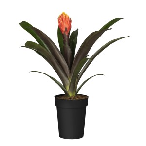Guzmanie (Guzmania tala) im Topf, orange Blüte, exotische Blühpflanze von GROW by OBI.