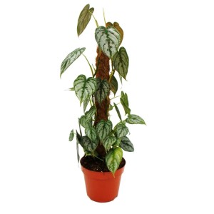 Exotischer Philodendron 'Silberblatt' am Moosstab im 17cm Topf. Grünpflanze mit silbernen Blattzeichnungen.