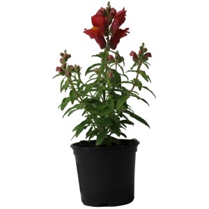 Löwenmäulchen im Topf, rote Blüten, grüne Blätter. GROW by OBI Stehpflanze.