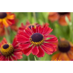 Sonnenbraut 'Kupferzwerg' mit kupferroten Blüten im Topf, Stauden für sonnige Standorte.