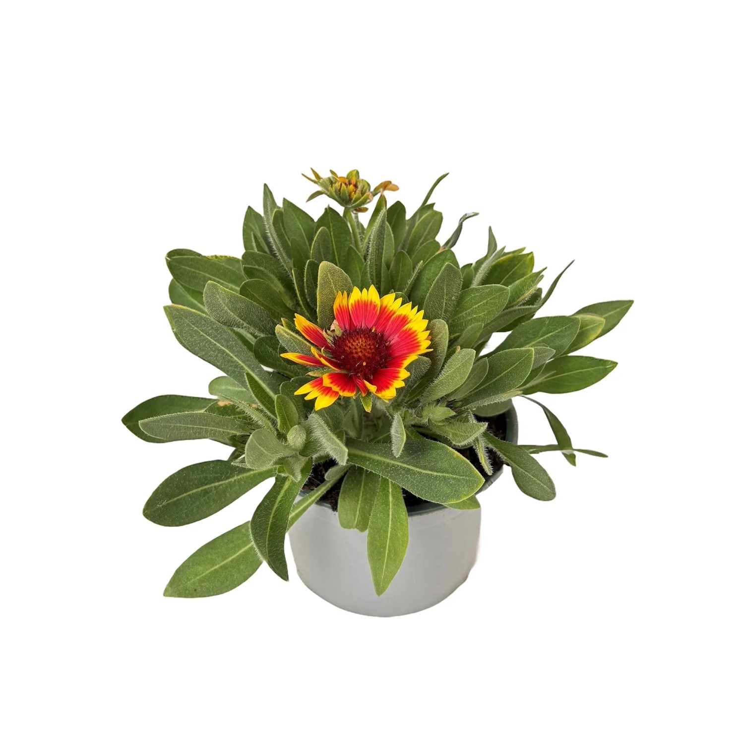 GROW by OBI Kokardenblume "SpinTop" Gelb-Rot ca. 25 cm Gaillardia × grandiflora