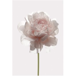 Komar Wandbild: Zarte Rose in Nahaufnahme, 50x70 cm. Elegantes Bild für Ihr Zuhause.
