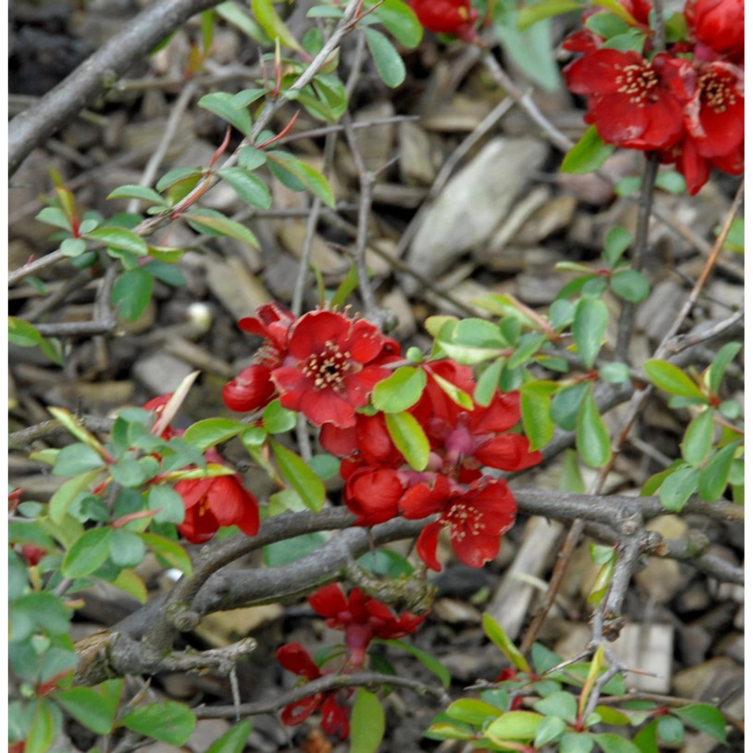 Zierquitte Rubra 40-60cm - Chaenomeles superba günstig online kaufen