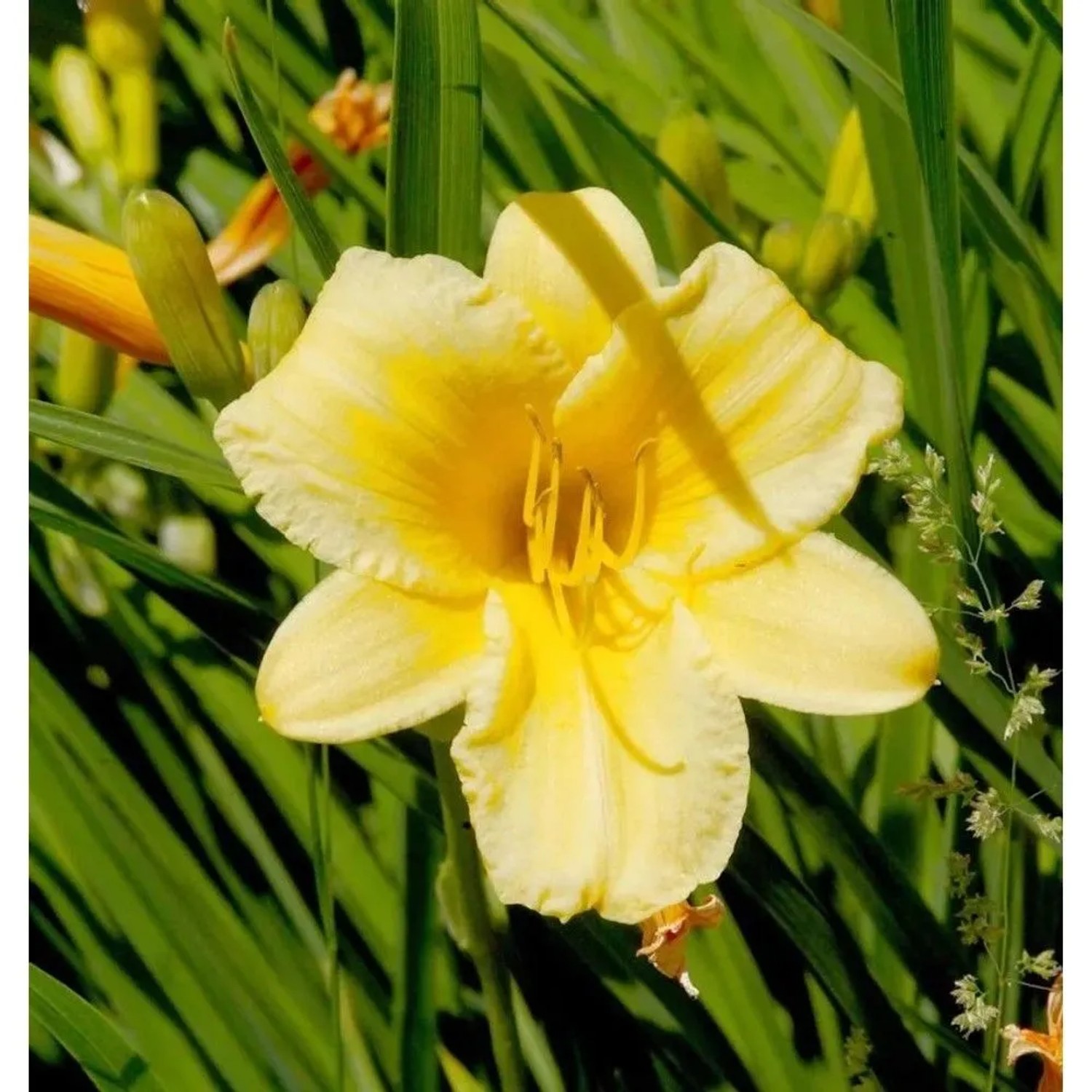 Taglilie Stella d Oro - Hemerocallis