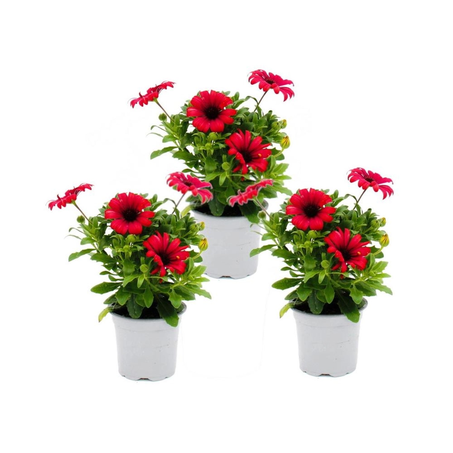 Exotenherz Kapkörbchen Osteospermum Ecklonis 11cm Topf Set mit 3 Pflanzen R günstig online kaufen