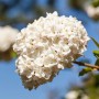 Nahaufnahme des blühenden Duftschneeballs (Viburnum Carlcephalum) mit weißen Blütenbällen.