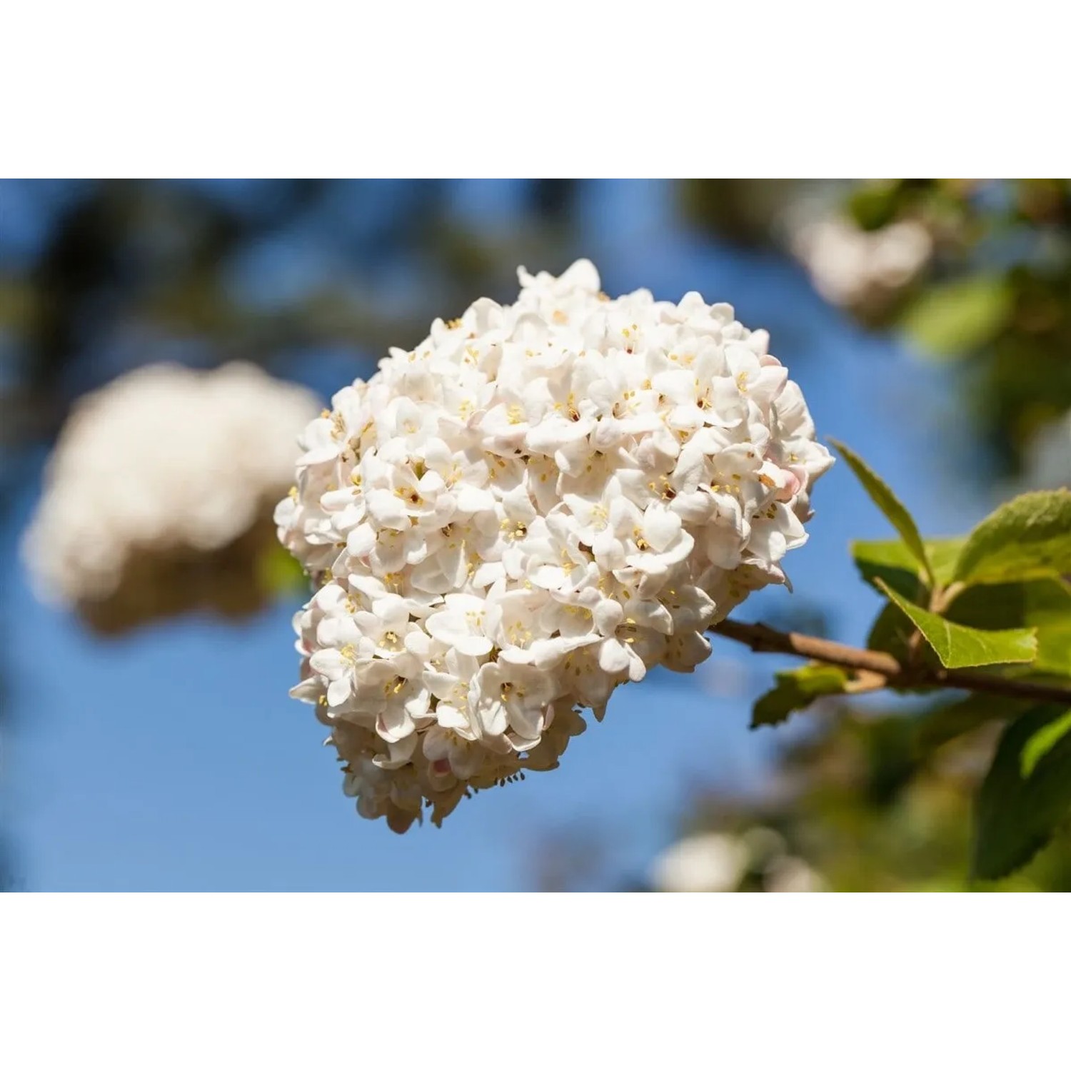 Nahaufnahme des blühenden Duftschneeballs (Viburnum Carlcephalum) mit weißen Blütenbällen.