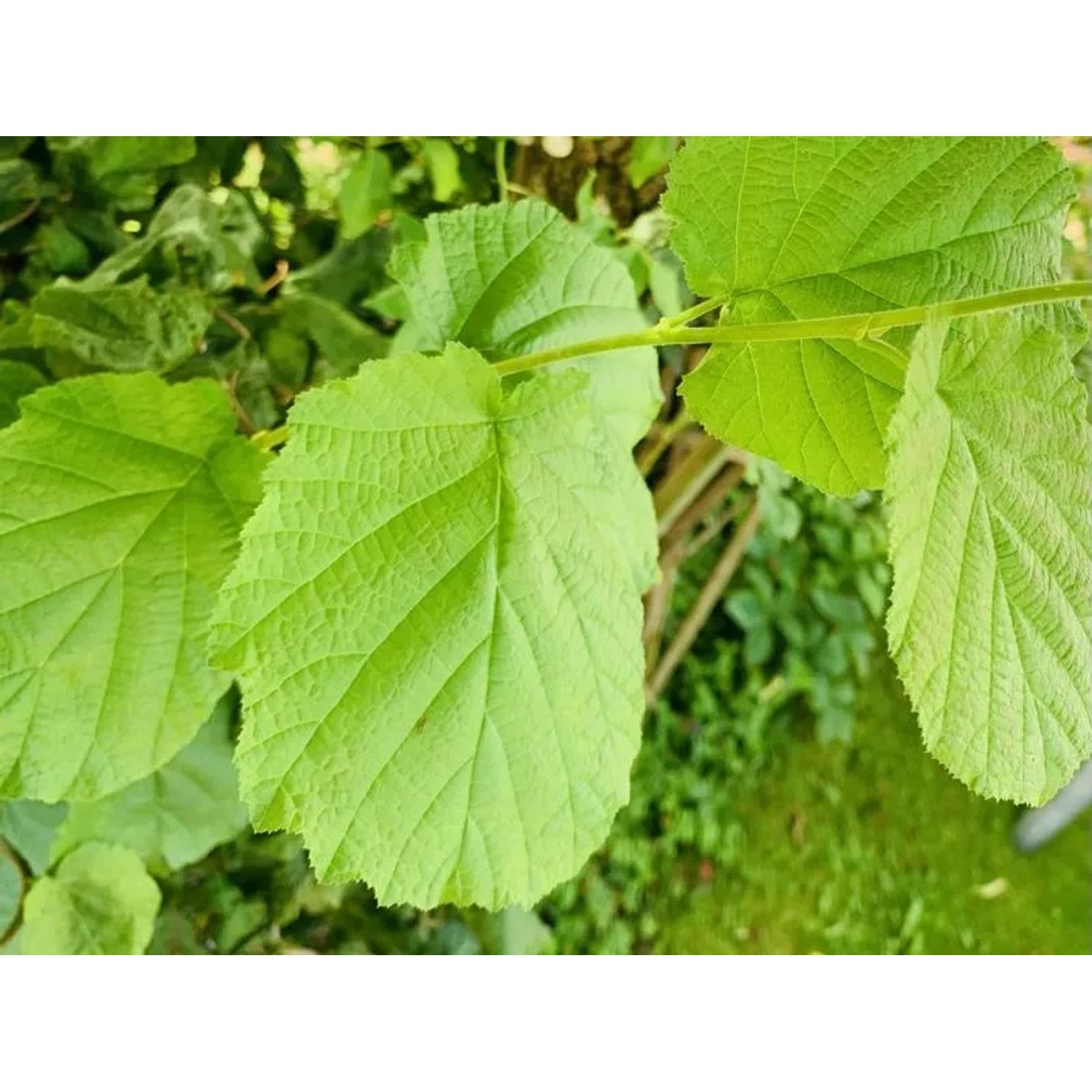 Nahaufnahme der Blätter einer Baumfink Haselnuss (Corylus avellana).