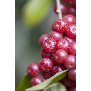Nahaufnahme der roten, essbaren Goumi-Beeren (Elaeagnus Multiflora) an einem Beerenstrauch.