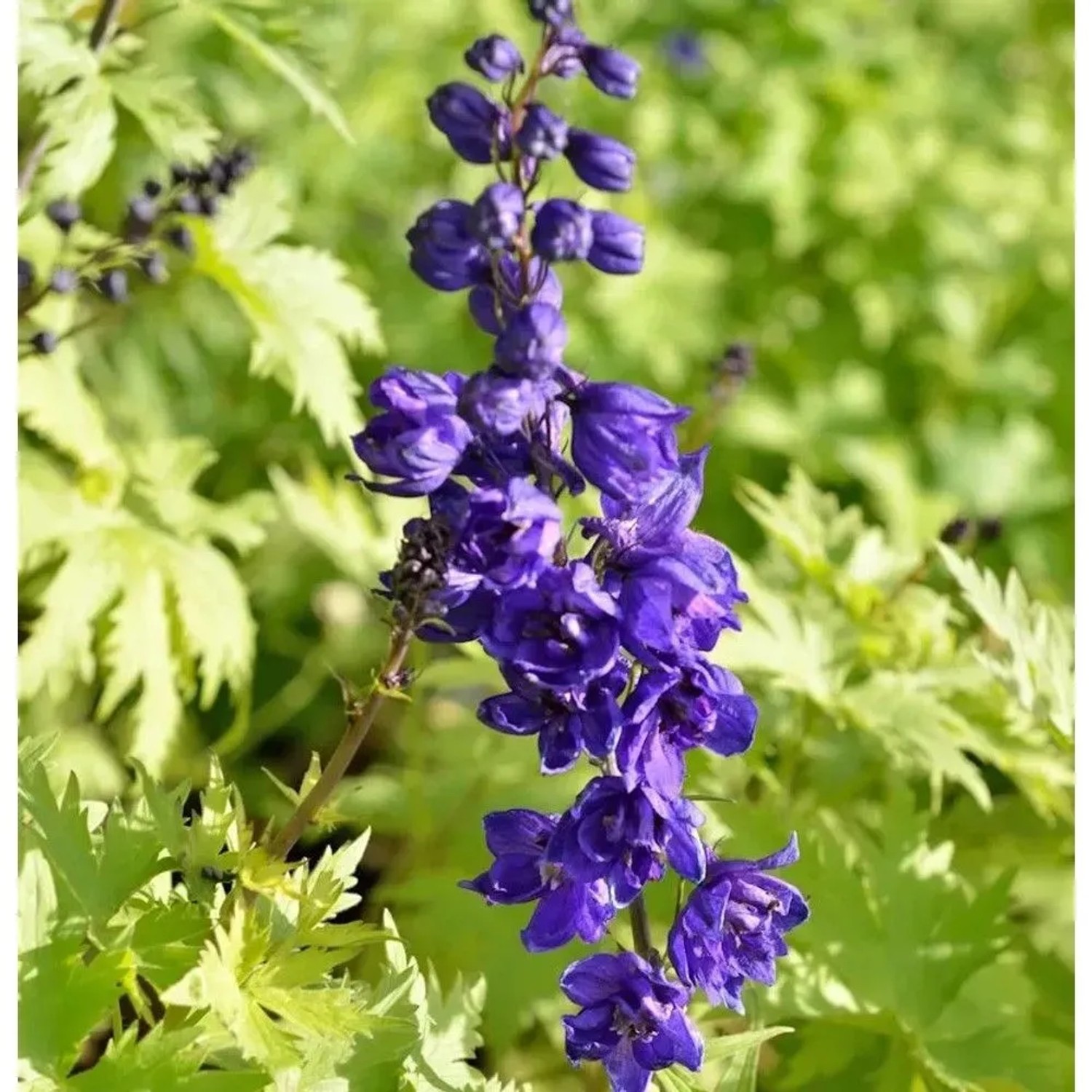 Rittersporn New Millennium Purple Passion - Delphinium