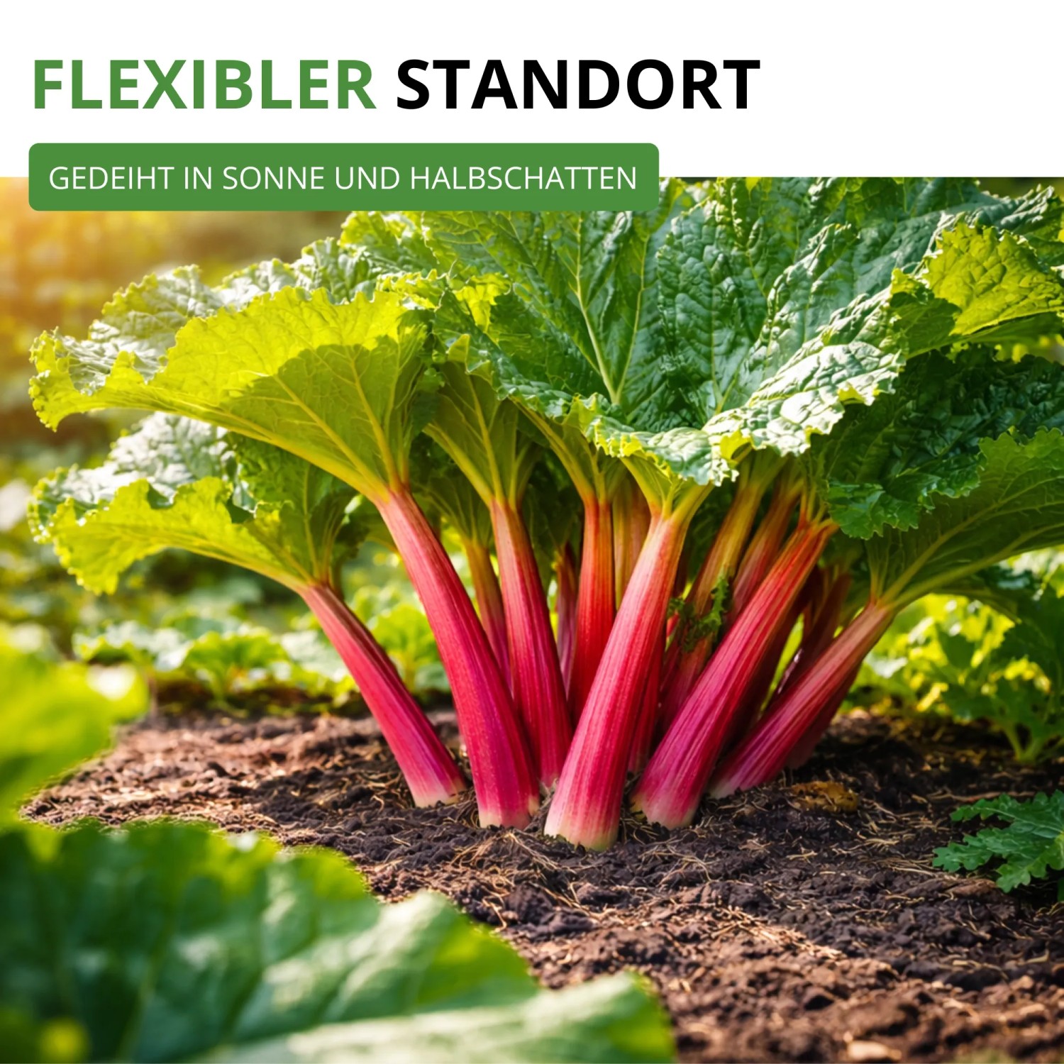 Kräftige Rhabarberpflanze mit roten Stielen und grünen Blättern im Gartenboden. Gedeiht in Sonne und Halbschatten.