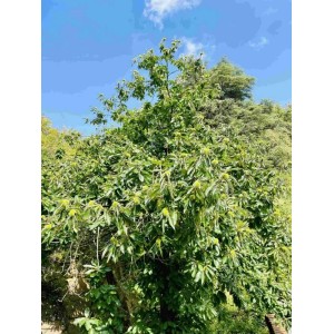 Baumfink Edelkastanie im Topf, 100-150cm hoch, mit grünen Blättern und stacheligen Fruchtständen.