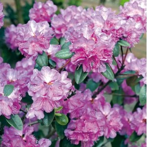 Blühender Zwerg-Rhododendron P. J. Mezitt mit rosa Blüten und grünen Blättern.
