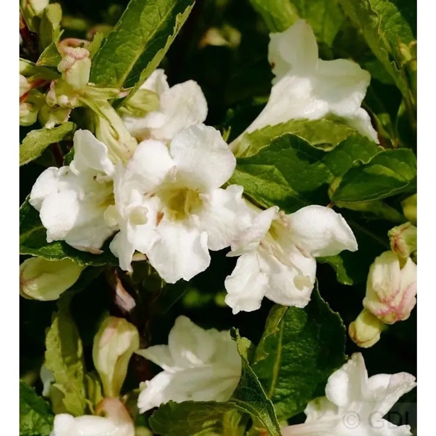 Weigelie Snowflake 40-60cm - Weigela