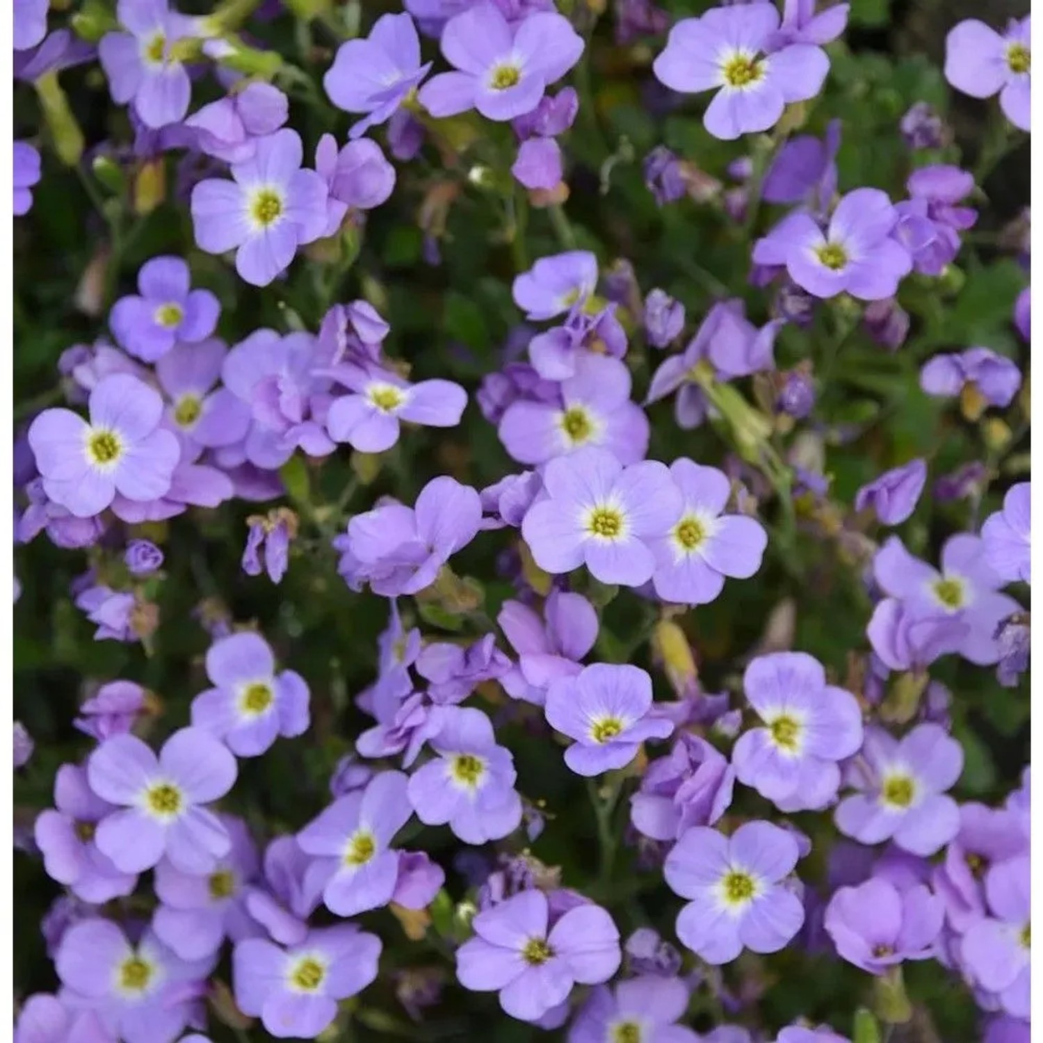 Blaukissen Hürth - Aubrieta cultorum