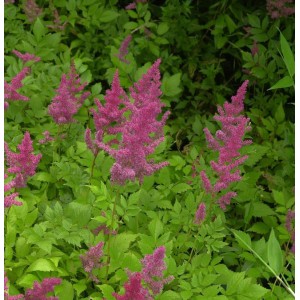 Prachtspiere 'Rotlicht' (Astilbe arendsii) mit roten Blüten und grünen Blättern.