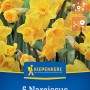 Kiepenkerl Jonquilla-Narzisse Quail, gelbe Blumenzwiebeln mit duftenden Blüten.