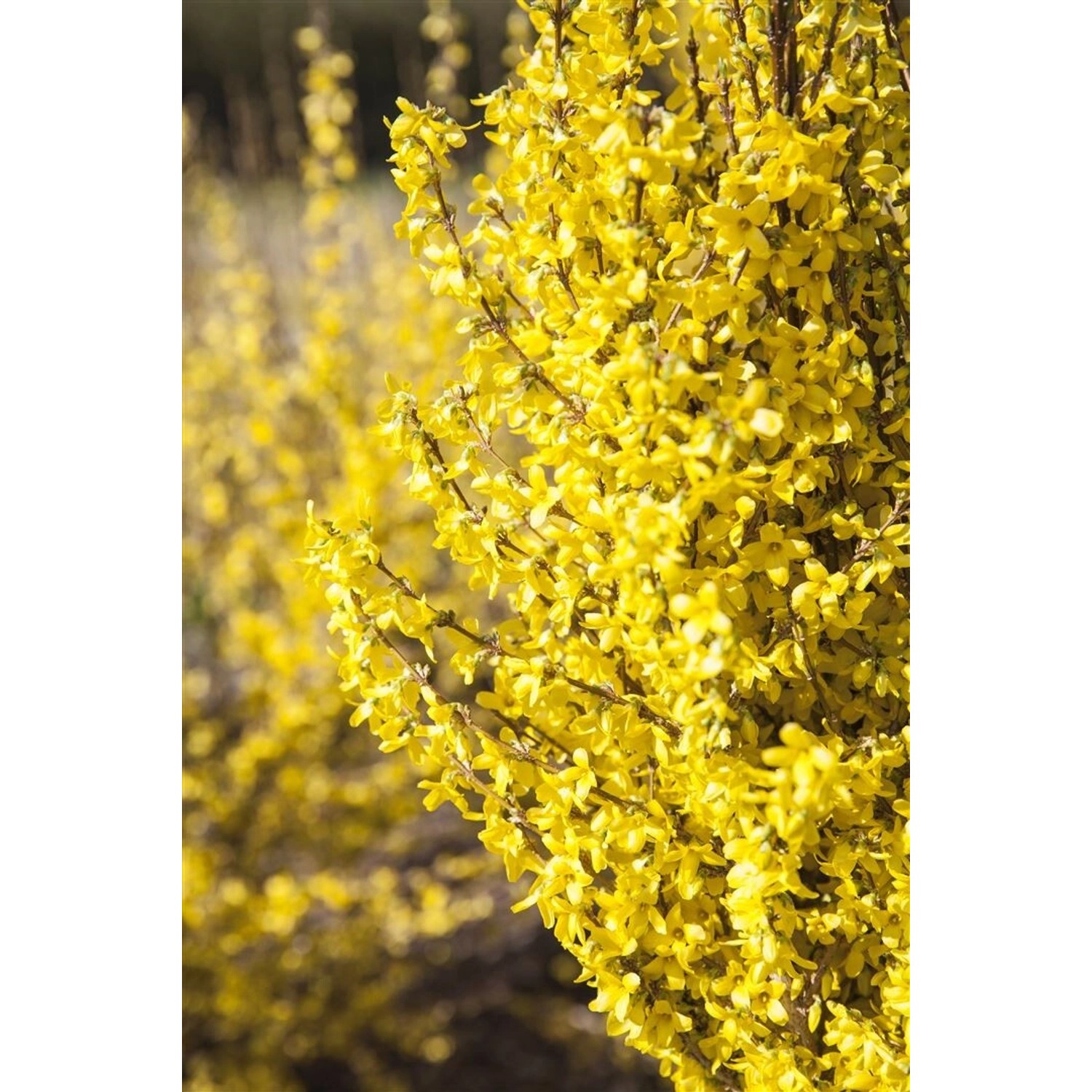 Forsythia Week-End -R- Forsythie Leuchtend Gelb 60–80 cm günstig online kaufen