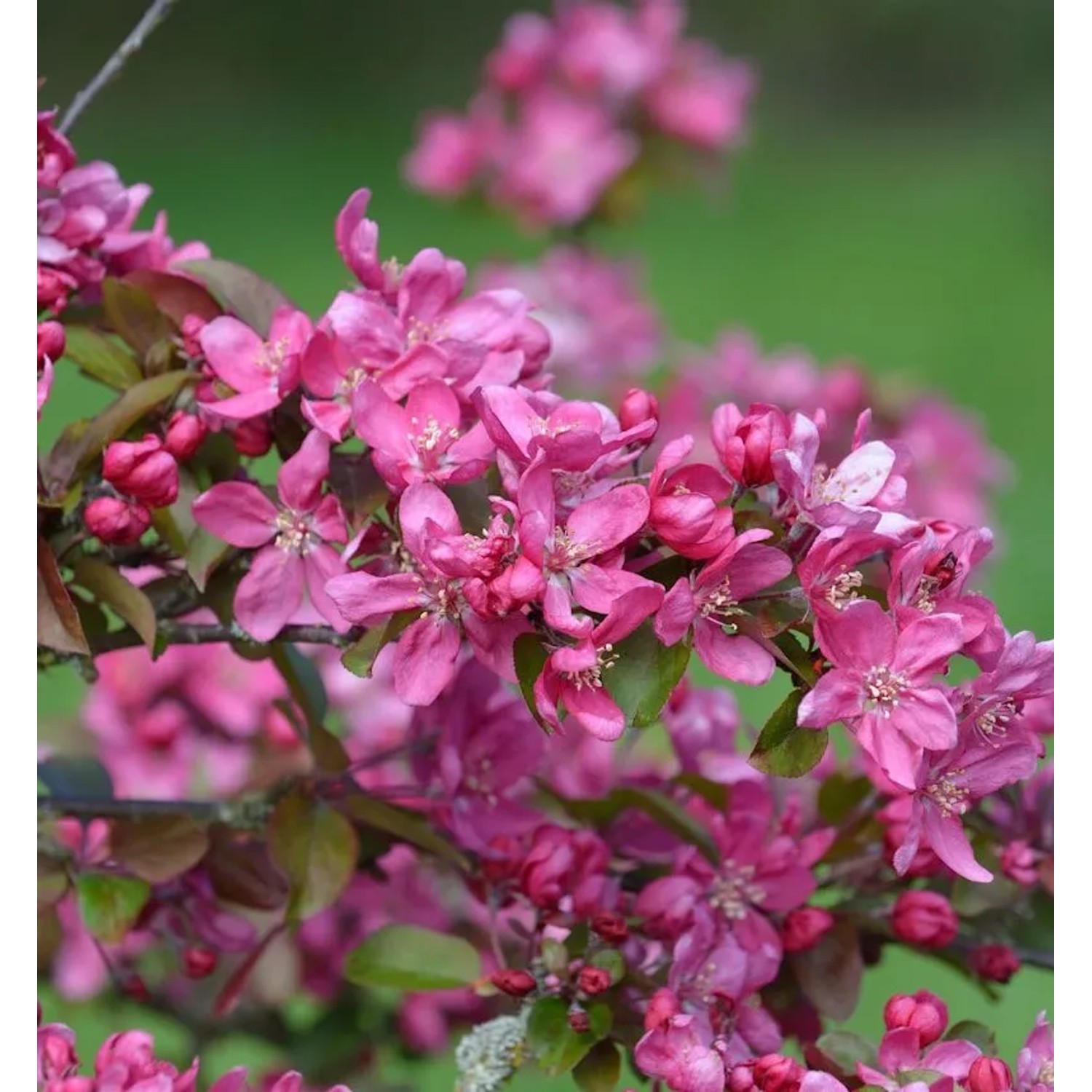 Zierapfel Eleyi 80-100cm - Malus Hybride