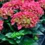 Nahaufnahme der Bauernhortensie Royal Red (Hydrangea macrophylla) mit roten Blüten und grünen Blättern.