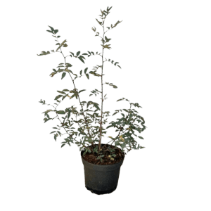 Baumfink Blaue Hechtrose im Topf, ca. 60-100cm hoch, mit blau-grauem Laub.