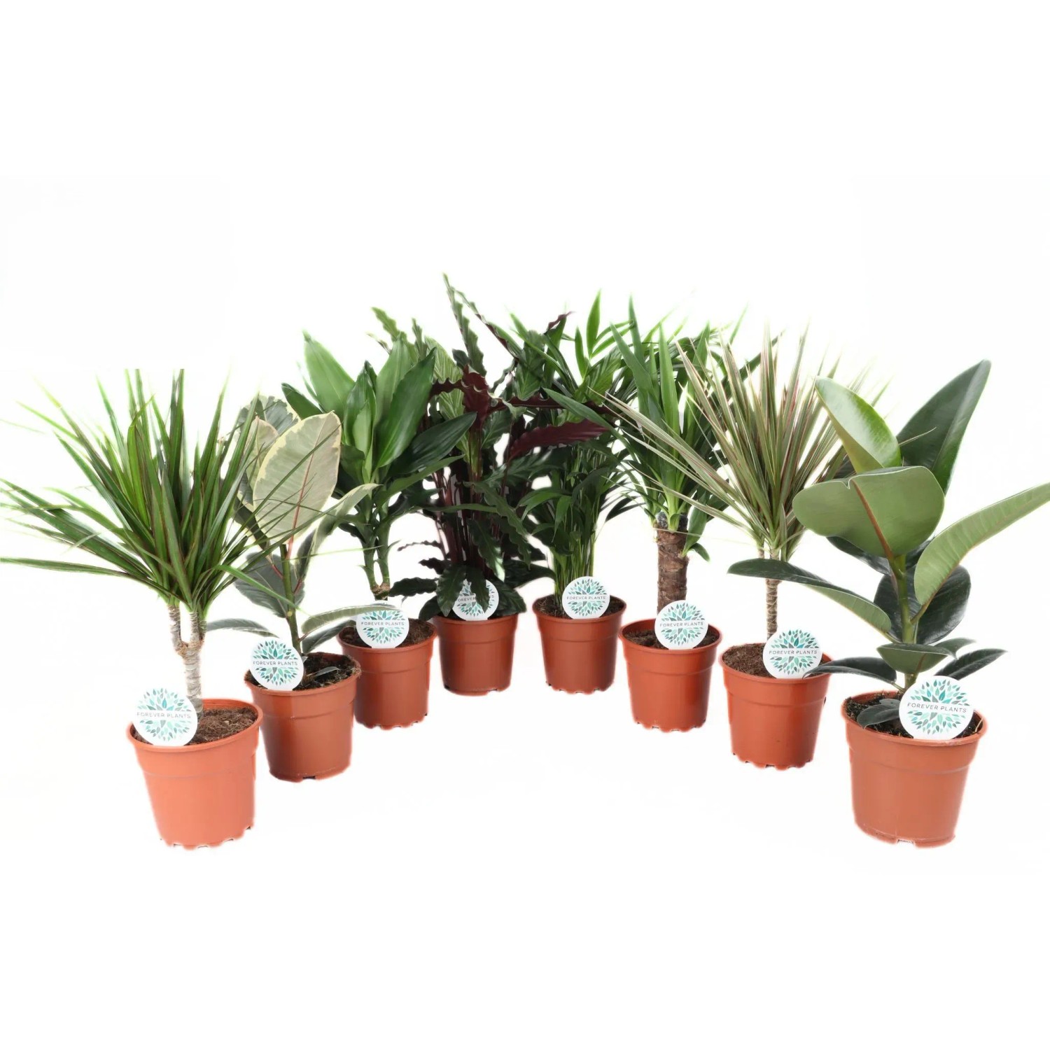 alocasia bambino variegata Alocasia Bambino Variegated Pink | Alocasia Bambino Variegata in 4.5 Pot |  Rare Indoor Plant for delivery