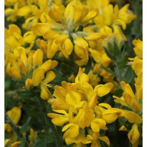 Nahaufnahme des Spanischen Ginsters (Genista hispanica) mit leuchtend gelben Blüten.