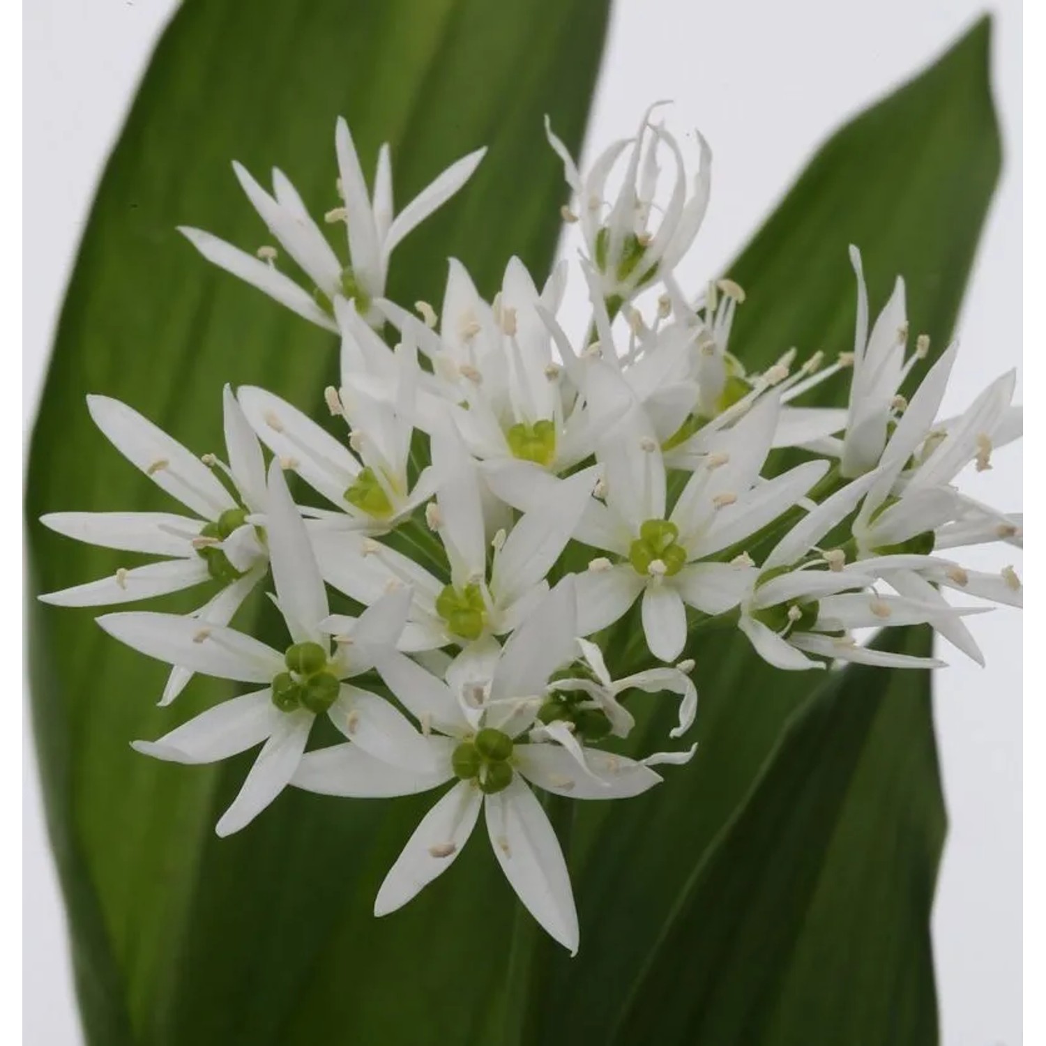 Zierlauch weiß Bärlauch - Allium ursinum