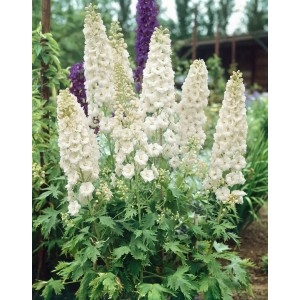 Delphinium Pacific Galahad Rittersporn mit weißen Blüten im 11x11 cm Topf.