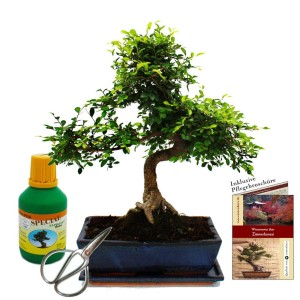 Exotenherz Bonsai Ulmus Parviflora Geschenkset mit Schale, Dünger und Schere.