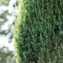 Säulenwacholder 'Suecica', 100-125 cm, als grüne Heckenpflanze im Garten.