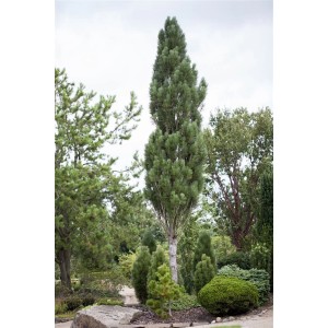 Säulenförmige Schwarzkiefer 'Obelisk' (60-70 cm) im Garten, immergrüner Hausbaum.