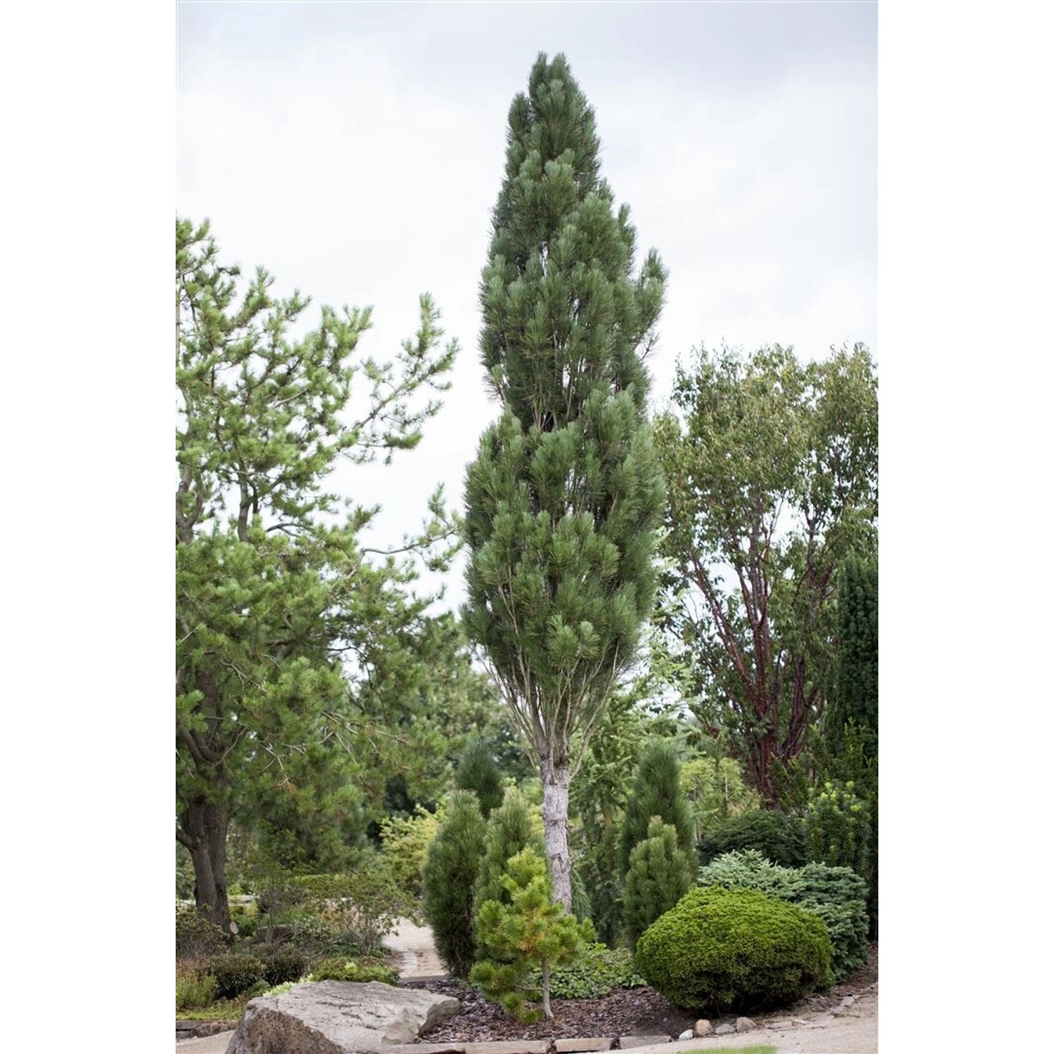Pinus Nigra Obelisk Schwarzkiefer Säulenförmig 60–70 cm günstig online kaufen